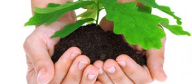 Planting Oak Tree Planting Oak Tree
